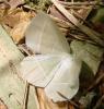 Campaea margaritaria